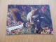 Delcampe - LOT DE +DE 100 Cartes ANIMAUX - CHIEN CHAT ANE DAUPHIN SINGE ELEPHANT OISEAUX Etc - Verzamelingen & Kavels