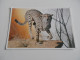 Delcampe - LOT DE +DE 100 Cartes ANIMAUX - CHIEN CHAT ANE DAUPHIN SINGE ELEPHANT OISEAUX Etc - Verzamelingen & Kavels