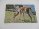 Delcampe - LOT DE +DE 100 Cartes ANIMAUX - CHIEN CHAT ANE DAUPHIN SINGE ELEPHANT OISEAUX Etc - Verzamelingen & Kavels