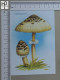 POSTCARD  - LEPIOTA PROCERA - CHAMPIGNONS - 2 SCANS  - (Nº58802) - Champignons