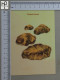 POSTCARD  - TERFEZIA LEONIS - CHAMPIGNONS - 2 SCANS  - (Nº58804) - Mushrooms