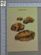 POSTCARD  - TERFEZIA LEONIS - CHAMPIGNONS - 2 SCANS  - (Nº58804) - Pilze