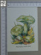 POSTCARD  - RUSSULA VIRESCENS - CHAMPIGNONS - 2 SCANS  - (Nº58806) - Paddestoelen