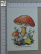 POSTCARD  - AMANITA CAESAREA - CHAMPIGNONS - 2 SCANS  - (Nº58807) - Funghi