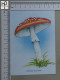 POSTCARD  - AMANITA MUSCARIA - CHAMPIGNONS - 2 SCANS  - (Nº58809) - Funghi