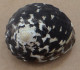 Cittarium Pica Martinique (Ilet Ramier) 43mm  Avec OPERCULE N8 - Seashells & Snail-shells