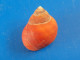Littorina Littorea ROUGE Manche 23,3mm F+++/GEM WO N10 - Seashells & Snail-shells