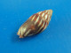 Mitra Paupercula Nle Calédonie 17,2mm F+++ N2 - Seashells & Snail-shells