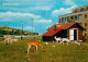 Belgique - Wenduine - Jardin Zoologique Et Spioenkop - Dierenpàrk En Spioenkop - Daims - CPM - Voir Scans Recto-Verso - Wenduine