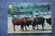 Tarragona, Rio Leon , Safari Zoo, Bull - Watusi - Old Postcard - Stieren