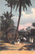 Delcampe - FRANCE - Joli Lot De 25 Cartes  PALMIERS COCOTIERS - Palm Coconut  (ARBRES Trees 11 CPA 14 CPSM Dent.) + 2 GF Offertes - 5 - 99 Karten