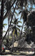 Delcampe - FRANCE - Joli Lot De 25 Cartes  PALMIERS COCOTIERS - Palm Coconut  (ARBRES Trees 11 CPA 14 CPSM Dent.) + 2 GF Offertes - 5 - 99 Cartoline