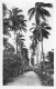 Delcampe - FRANCE - Joli Lot De 25 Cartes  PALMIERS COCOTIERS - Palm Coconut  (ARBRES Trees 11 CPA 14 CPSM Dent.) + 2 GF Offertes - 5 - 99 Postcards