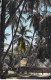 Delcampe - FRANCE - Joli Lot De 25 Cartes  PALMIERS COCOTIERS - Palm Coconut  (ARBRES Trees 11 CPA 14 CPSM Dent.) + 2 GF Offertes - 5 - 99 Postcards