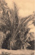 CONGO BELGE - Jardin D'essais De Kisantu - Palmier Bambou - Carte Postale Ancienne - Belgisch-Kongo
