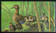 België B19 - Natuur - Eenden - Nature - Canards - 1959 - 1953-2006 Moderne [B]