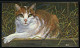 België B24 - Natuur - Europese Katten - Chats Européens - 1993 - 1953-2006 Modern [B]