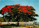 Antilles - Flamboyant En Bord De Lagon - CPM - Voir Scans Recto-Verso - Autres & Non Classés