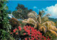 Antilles - Poinsettia Et Cocotier - CPM - Voir Scans Recto-Verso - Sonstige & Ohne Zuordnung