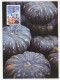Maximum Card Australia 2007 Potatoes - Farmer Market - Landbouw