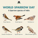 India 2024 World Sparrow, Bird,20th March, Environment, Animal, Registered Cover (**) (**) Inde Indien - Cartas & Documentos