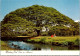 6-4-2024 (1 Z 12) USA - Hawaii Monkey Pod Tree - Alberi