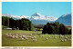 6-4-2024 (1 Z 14) New Zealand - Sheep Farming - Elevage