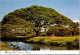 6-4-2024 (1 Z 14) USA - Hawaii Monkey Pod Tree - Árboles