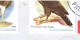 Philippines 2009, Bird, Birds, Eagle (2009C), Circulated Cover, Good Condition - Aigles & Rapaces Diurnes