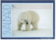 CARTOLINA PER ITALIA SVALBARD ORSO POLARE - Covers & Documents