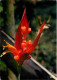 Antilles - Oiseau Du Paradis - Fleurs - CPM - Voir Scans Recto-Verso - Andere & Zonder Classificatie