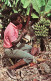 19918 / ⭐ Antilles CARAIBES CARIBBEAN Bananas Fruit Tropics Récolte Bananes Ouvrier 1964- DEXTER L. WITT NYACK USA 92348 - Altri & Non Classificati