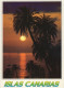 135481 - Kanarische Inseln - Spanien - Tropische Palmen - Altri & Non Classificati