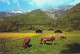 54687. Postal ALATOZ (Albacete) 1980. Vista Campestre Y Vacas - Covers & Documents
