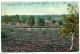 SPRING-CLEANING LOT (2 POSTCARDS), Lüneburger Heide, Germany - Lüneburger Heide