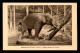 MISSIONS - CEYLAN - OBLATS DE MARIE IMMACULEE - ELEPHANT ABATTANT DES COCOTIERS - Missioni