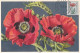 Carte Maximum Belgique 817 Œuvres Antituberculeuses Fleur Flower Pavot 1950 - 1934-1951