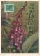 Carte Maximum Belgique 836 Œuvres Antituberculeuses Fleur Flower Digitale 1951 - 1934-1951