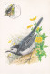 Carte Maximum Belgique Oiseau Bird Buzin 2474 Bergeronnette 1992 - 1991-2000