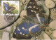 Carte Maximum Belgique Papillon Butterfly Buzin 2504 Apatura Iris 1993 - 1991-2000