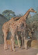 GIRAFFE Animals Vintage Postcard CPSM #PBS953.GB - Jirafas