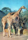 GIRAFFE Animals Vintage Postcard CPSM #PBS953.GB - Giraffe