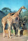 GIRAFFE Animals Vintage Postcard CPSM #PBS953.GB - Girafes