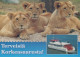 LION BIG CAT Animals Vintage Postcard CPSM Unposted #PAM004.GB - Leoni