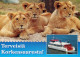 LION BIG CAT Animals Vintage Postcard CPSM Unposted #PAM004.GB - Leoni