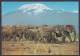 Afrika Wildlife Elefantenherde Am Kilimanjaro 1979 (N-890) - Kenia