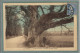 CPA (28) La LOUPE - Thème: ARBRE - Aspect Du Gros Chêne En 1930 - Carte Colorisée Rare - La Loupe