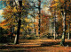 Forêt - Arbres - CPM - Voir Scans Recto-Verso - Arbres