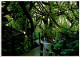 8-4-2024 (1 Y 25) USA - Hawaii Paradise Park Hau Jungle - Bäume