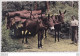 B24-40) BISCARROSSE PLAGE (LANDES) ATTELAGE DE MULES  - ( TRANSPORT DU BOIS -  2 SCANS ) - Biscarrosse